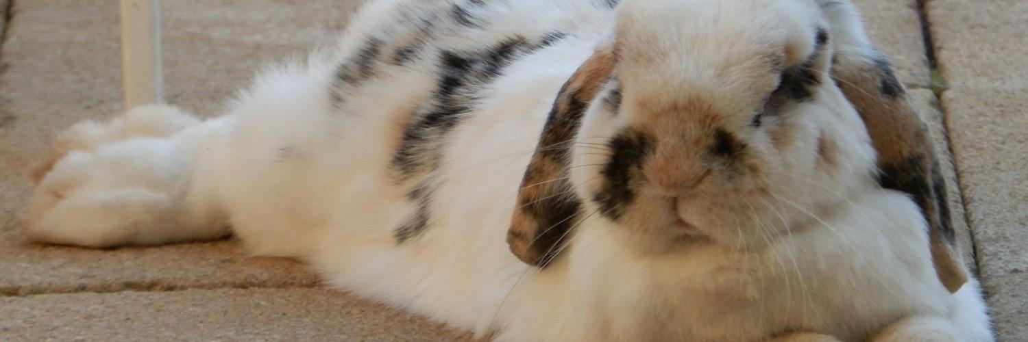 Sheryl 🏴󠁧󠁢󠁥󠁮󠁧󠁿 banner