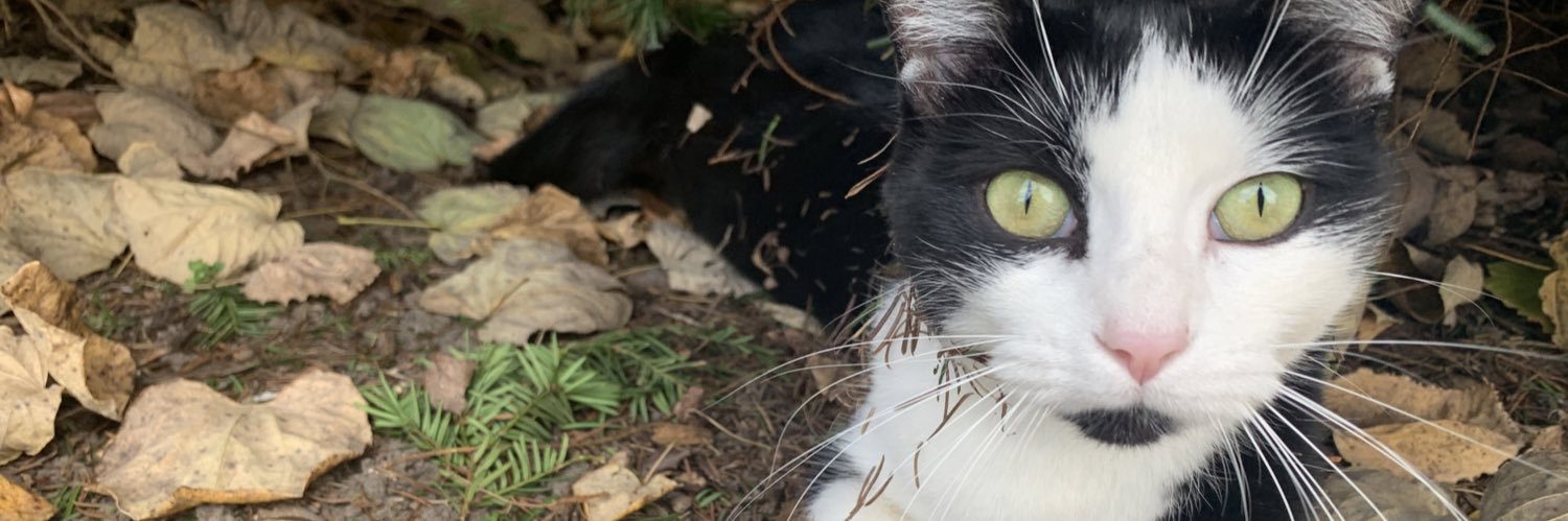 brithecatlady's profile banner image