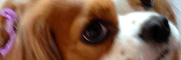 MVZaGoGo Profile Banner
