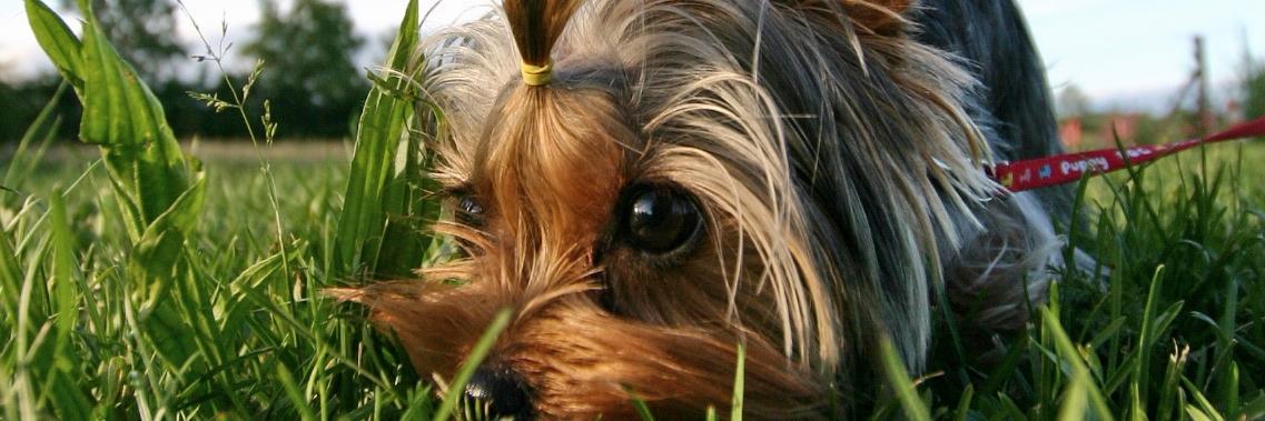 petcheckit's profile banner image