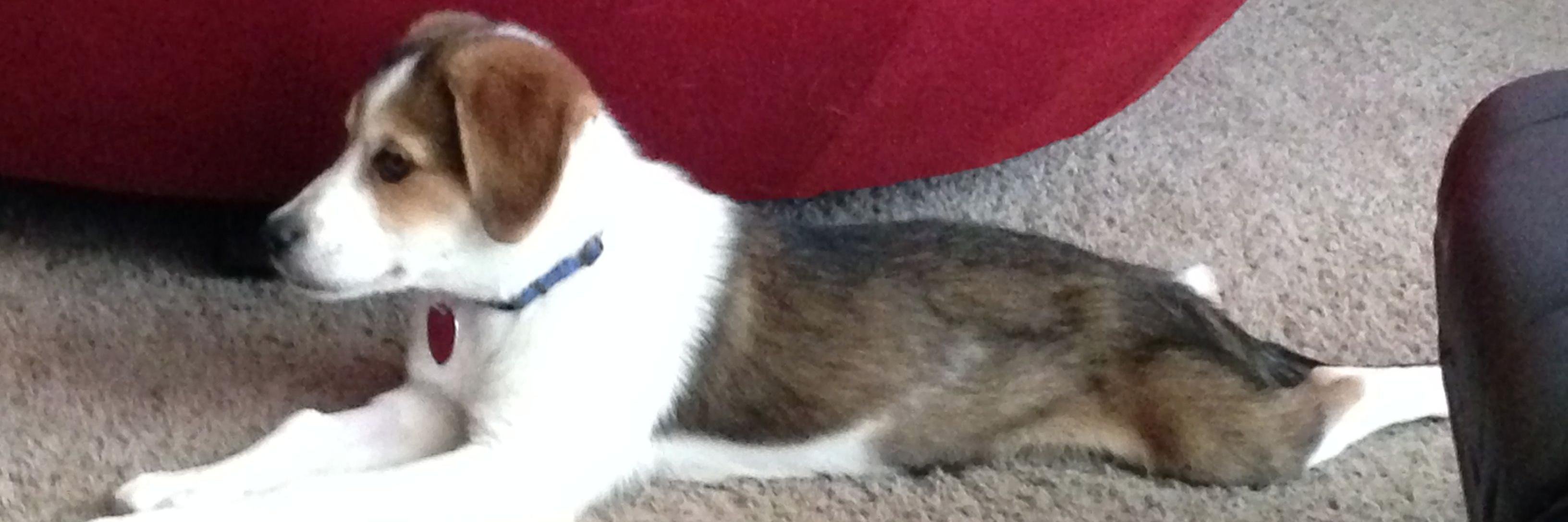 Crash_the_Flash 🐭 banner