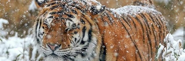 Gökçer Kuşdil banner