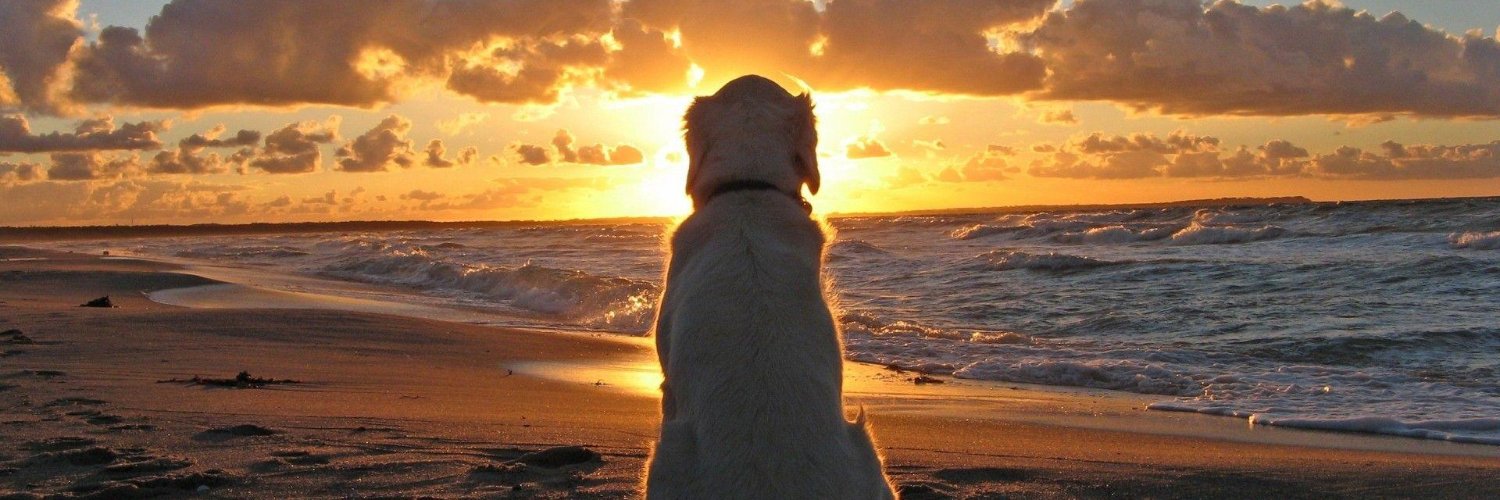 Surf Dawg banner