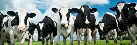 SomeRandomCow's profile banner image