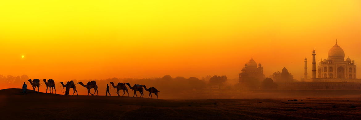 AnimalsIndia's profile banner image