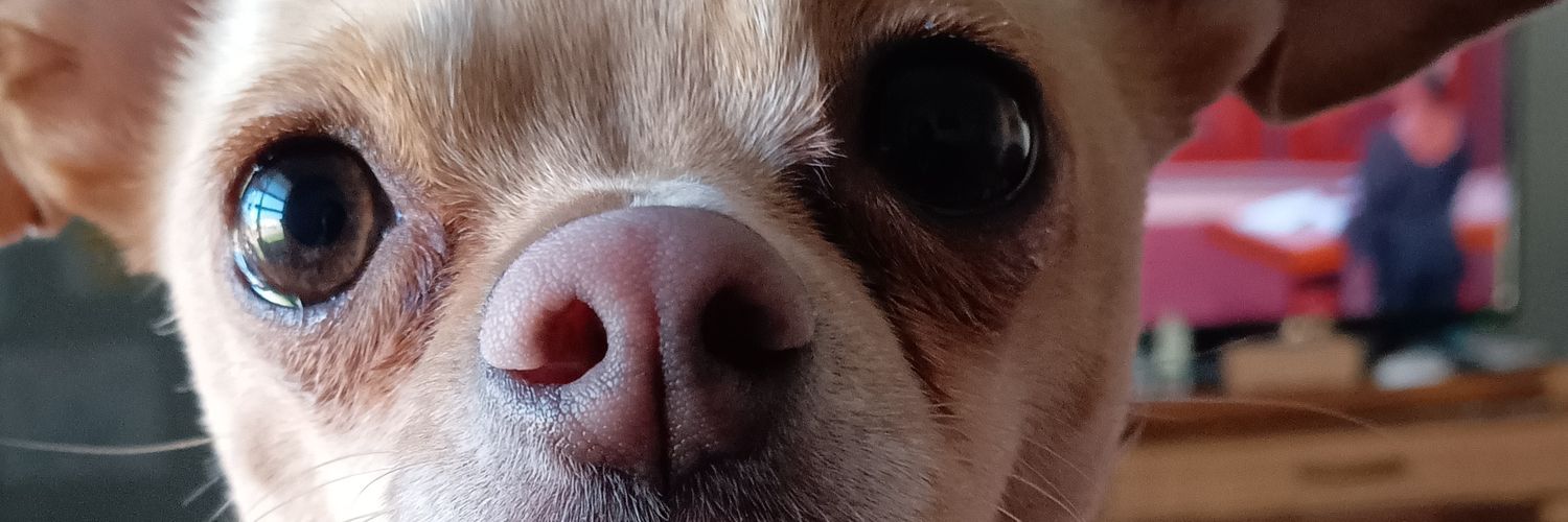 TYellowRose's profile banner image