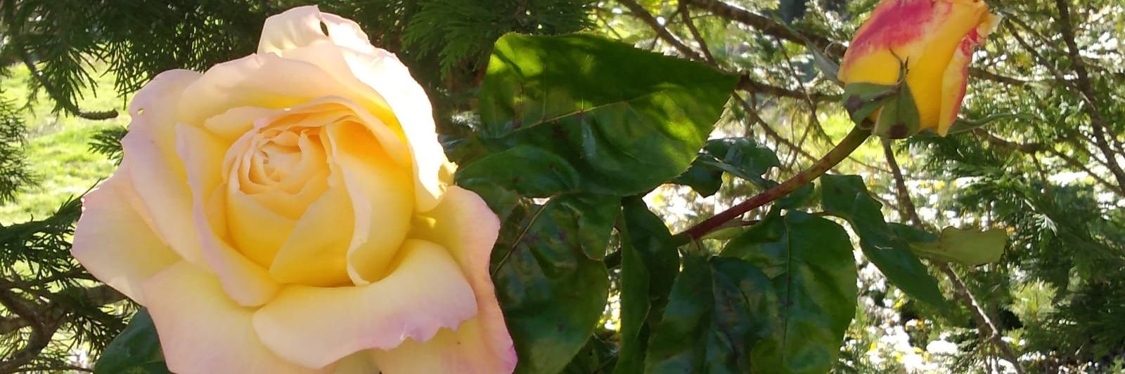 NeusComa81's profile banner image