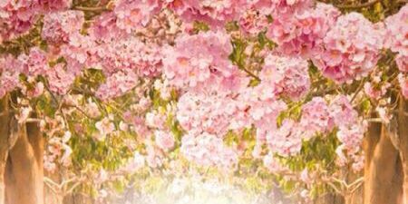 Shornsveld's profile banner image
