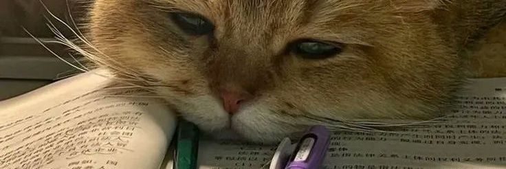 Arslan Bin Ubaid 🇵🇸 banner