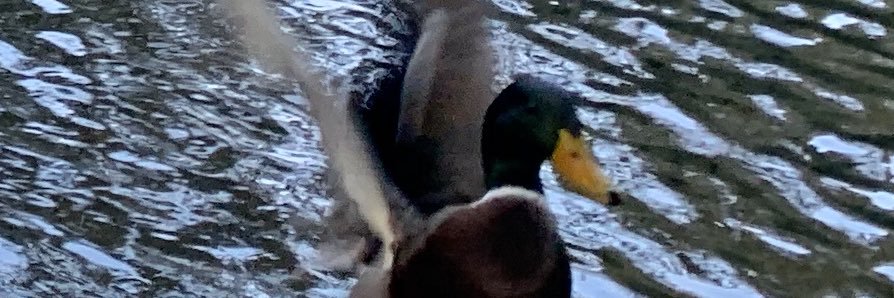 Benny Q. Shen banner