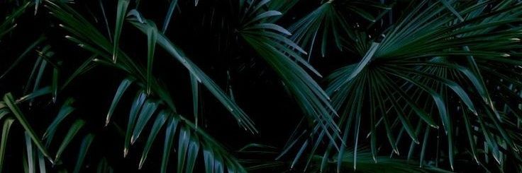 vandarenton's profile banner image