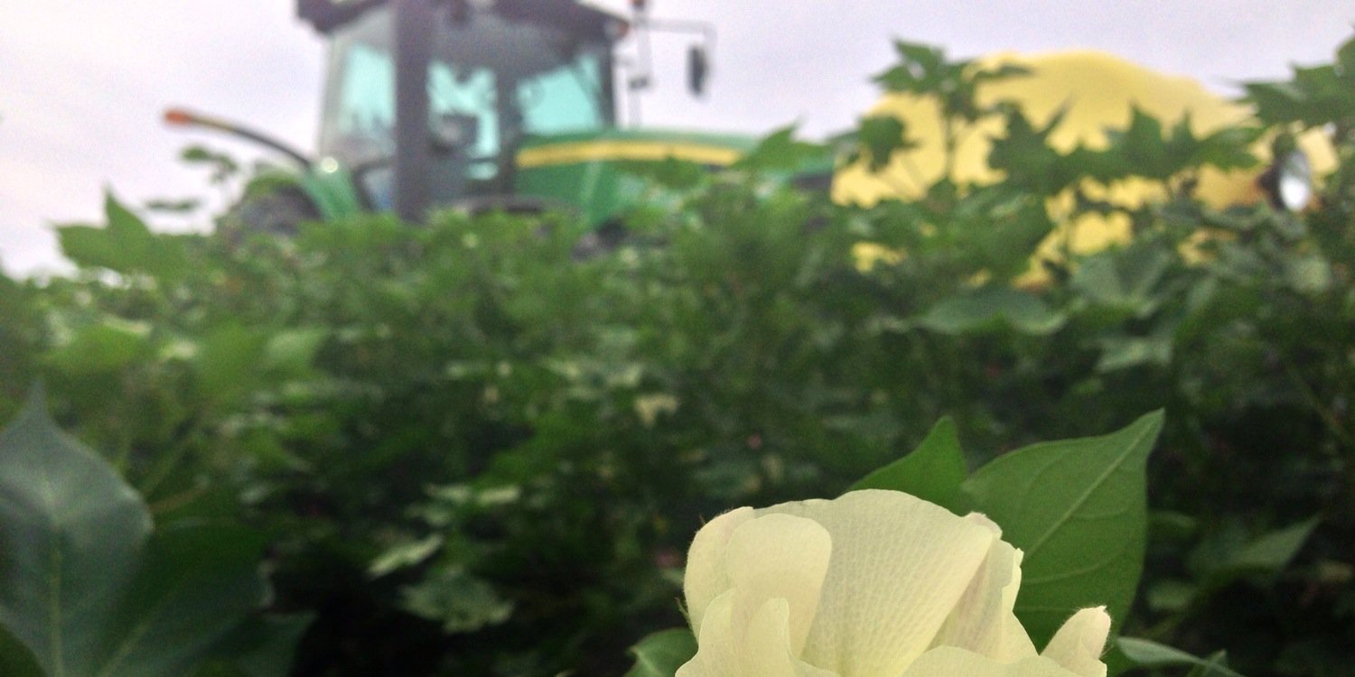 Alexander Stephens banner