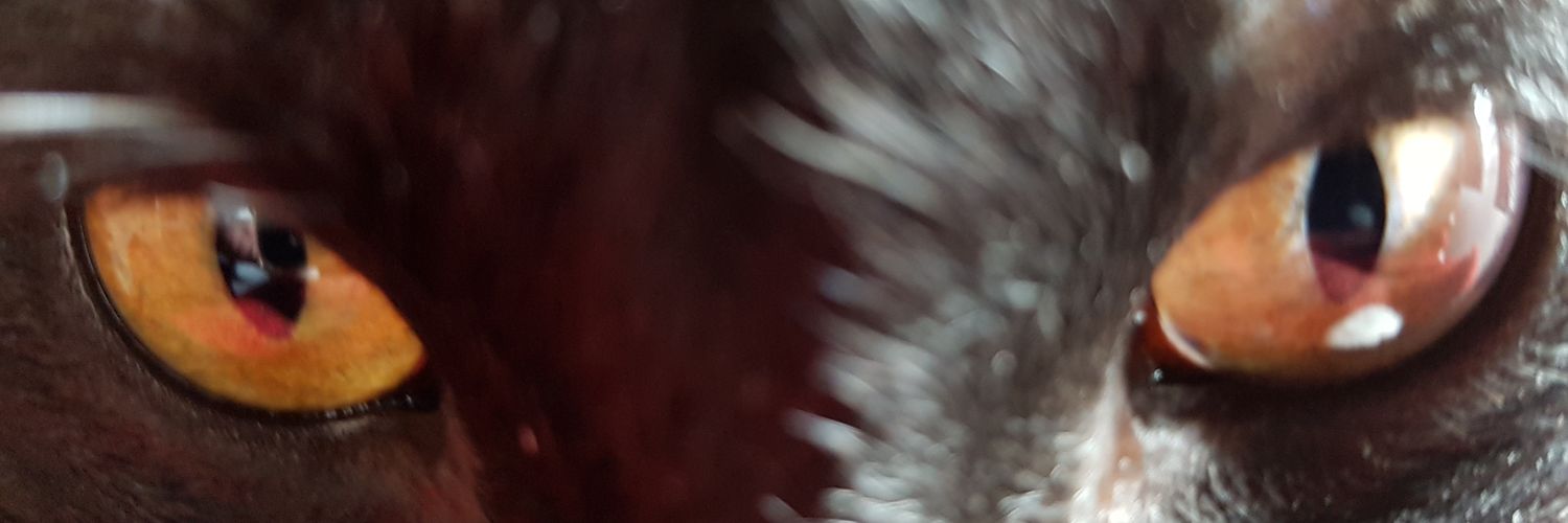 Pepalun's profile banner image