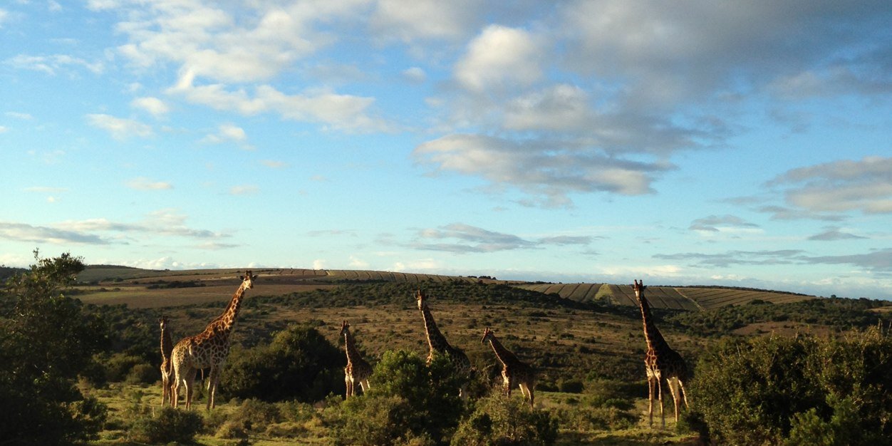 Jabali Narvaez banner