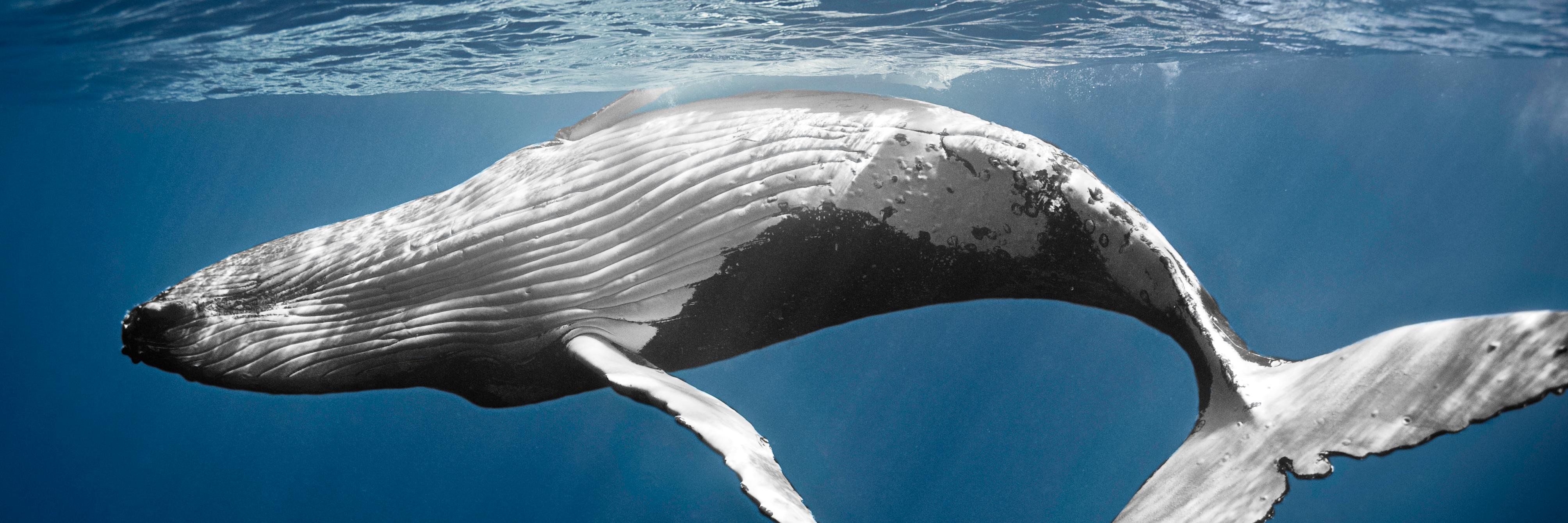 Ocean First Education banner