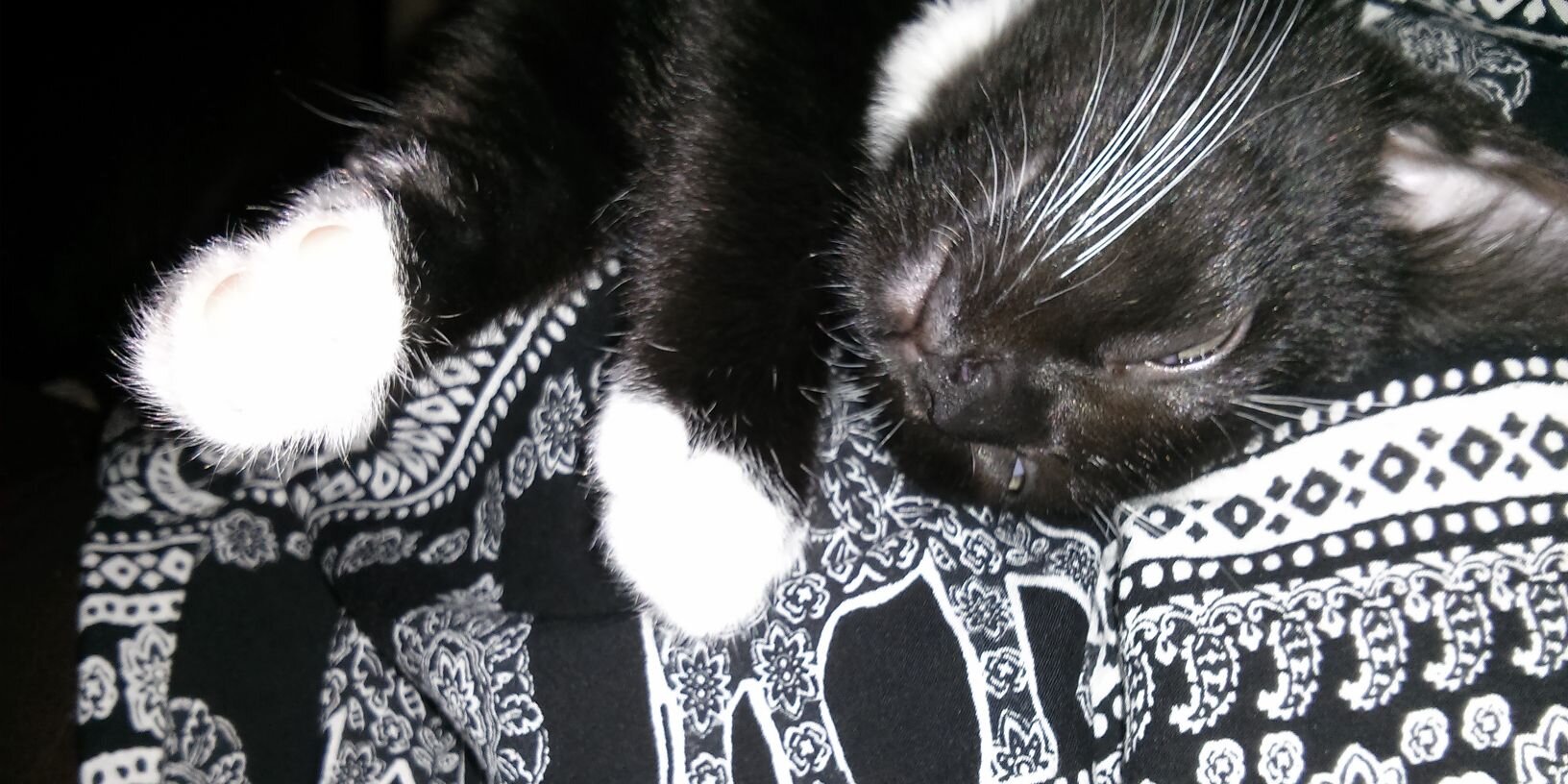 AwGeorgeCat's profile banner image