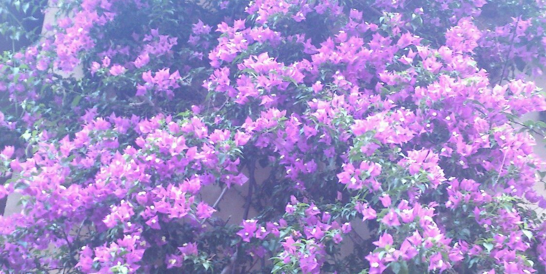 Piageli's profile banner image