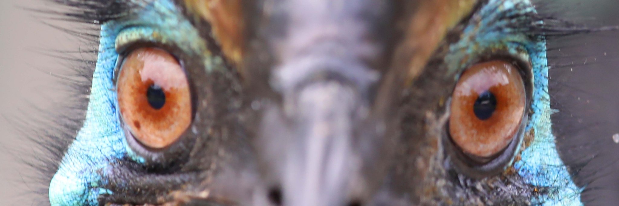BirdwatchingT's profile banner image