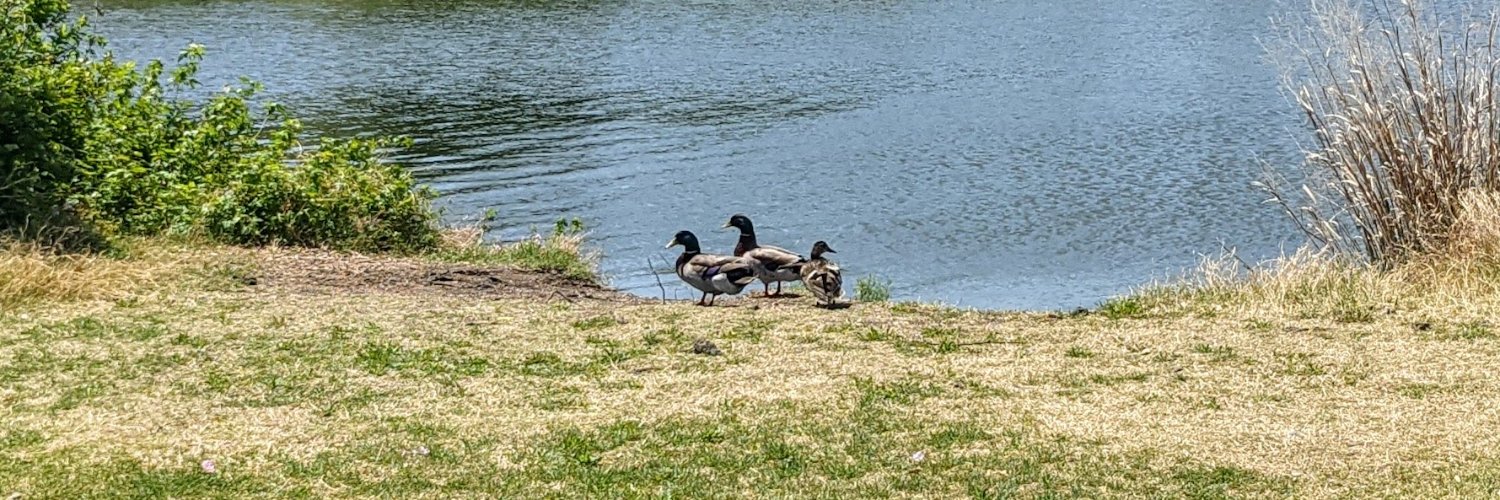 Elvis Nakamoto💎 banner