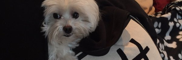 Pheramuse Profile Banner