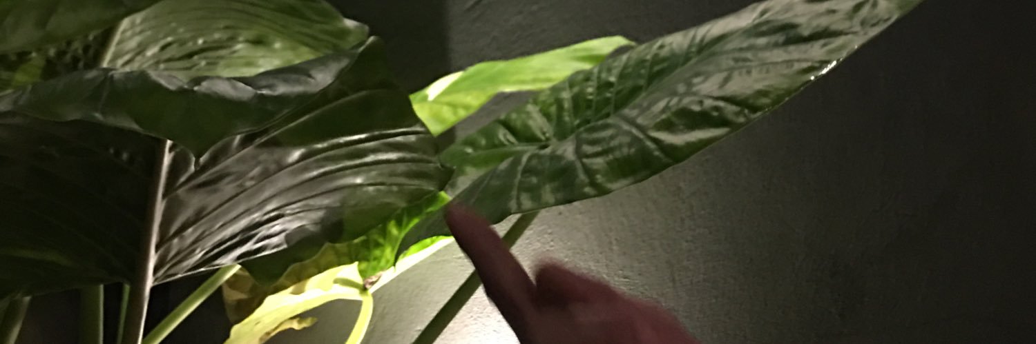 pelgoo's profile banner image