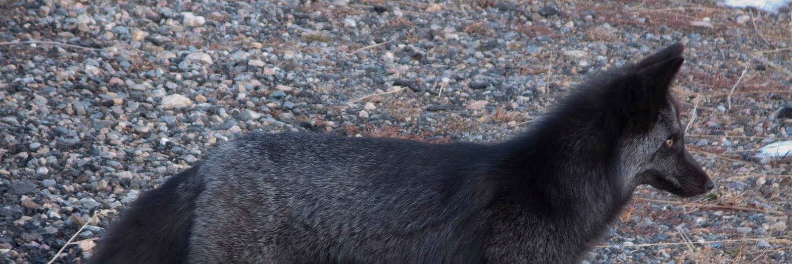 𝕮𝖆𝖗𝖗𝖊𝖙𝖊𝖗𝖔 🦊 banner