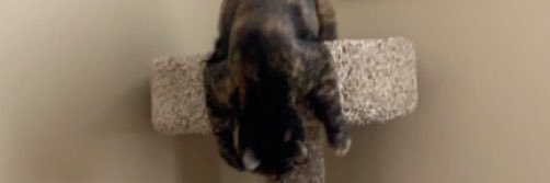 Annabelleee15's profile banner image