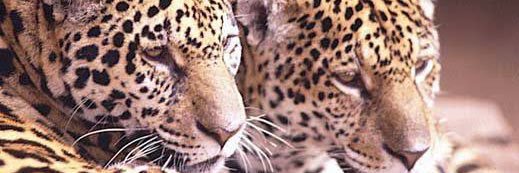 licaberrocal's profile banner image