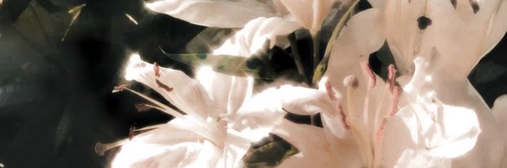 𝑎͟𝓁͟𝑎͟𝑦͟𝑒 𝓼͟. banner