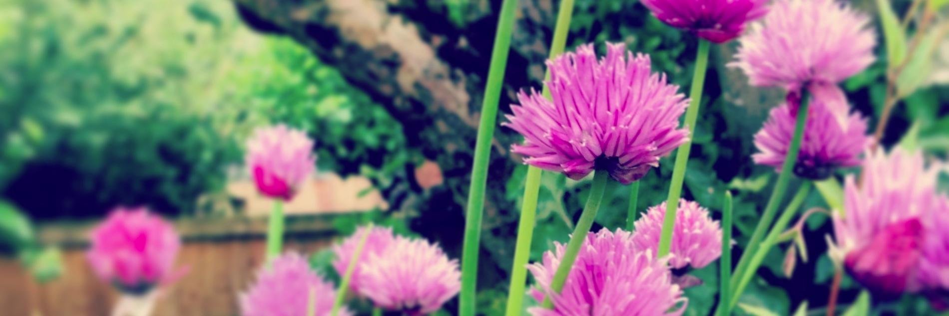 UnderFlowerPot's profile banner image