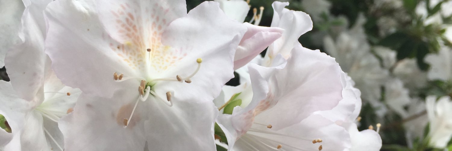 Concealocanth's profile banner image