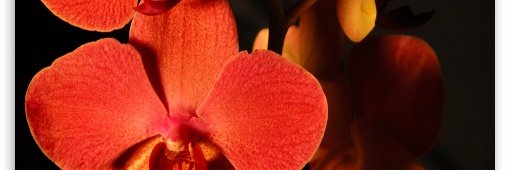 stacydreyfus's profile banner image