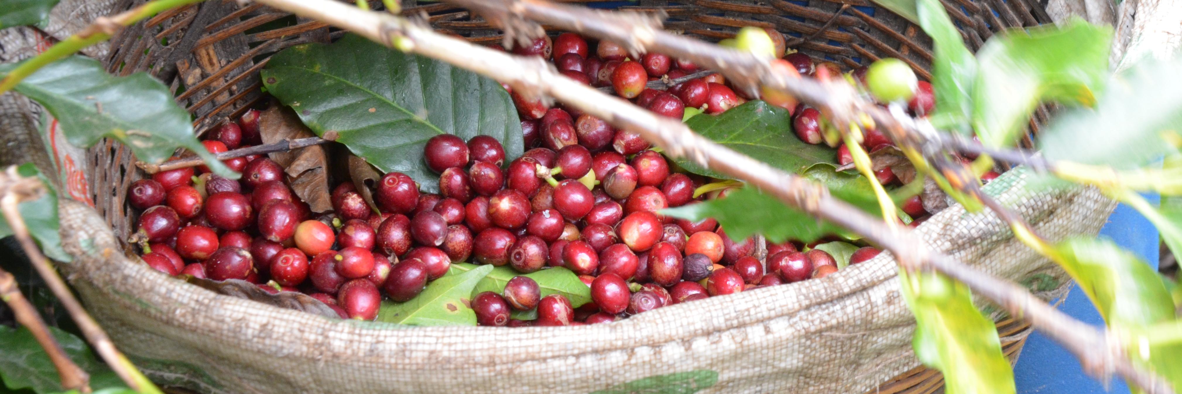 Legacy Coffee banner