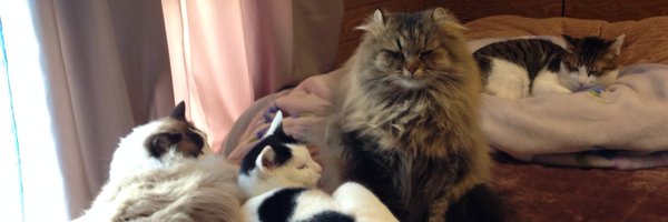 suzuki7010 Profile Banner