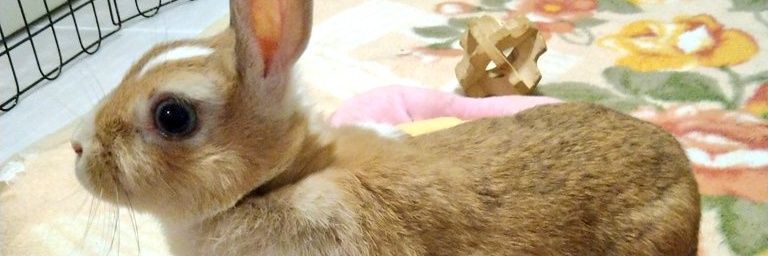 NightKibo's profile banner image