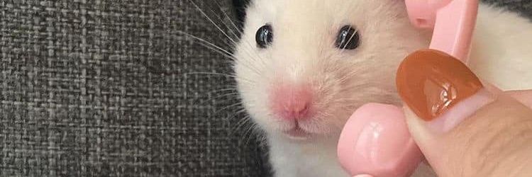 LilithDeaner's profile banner image