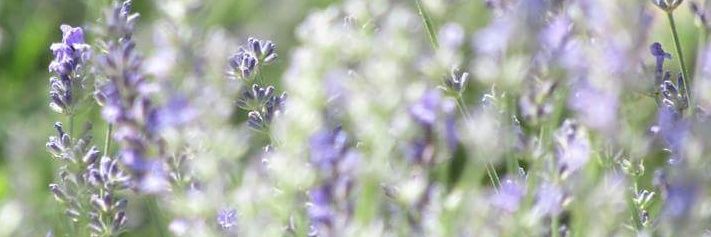 maczoli78's profile banner image