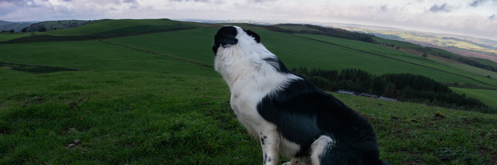 topdogwales's profile banner image