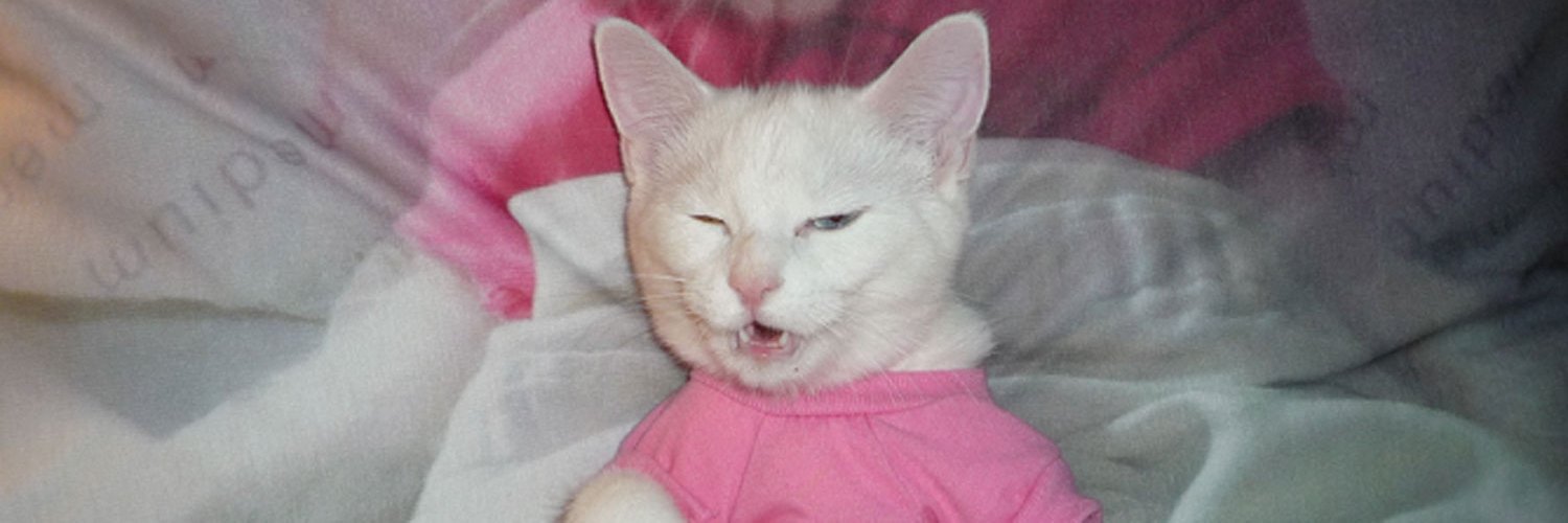 Chris Harrigan banner