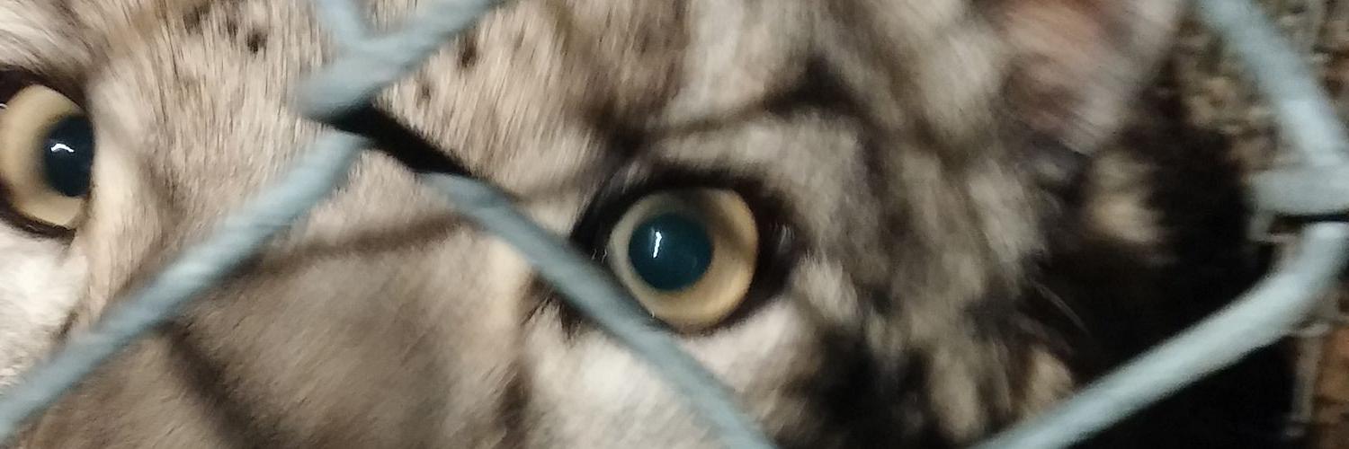 NormanBellVNL's profile banner image