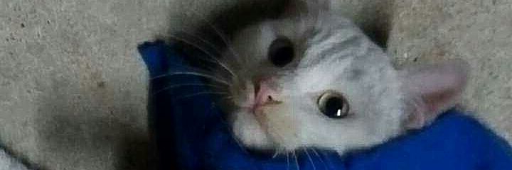 sevkiyeapp's profile banner image