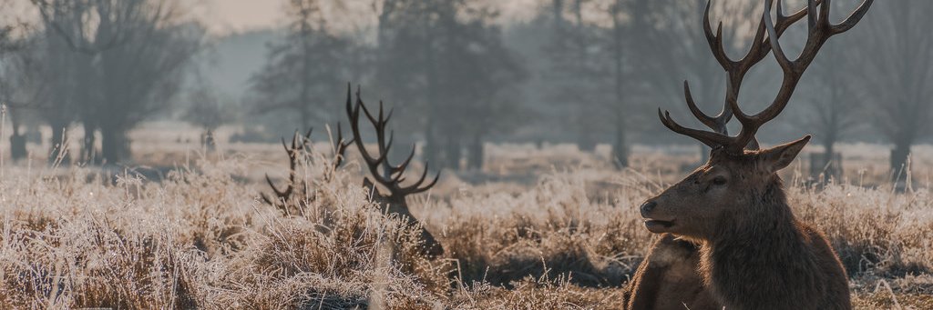 DavidChatlie's profile banner image
