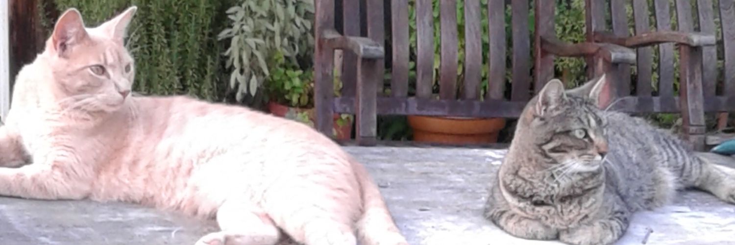 robitmc's profile banner image