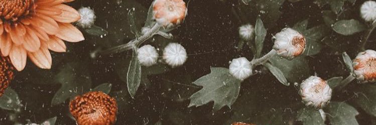 _allisonburns's profile banner image