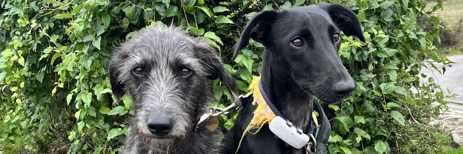 John McMullan banner