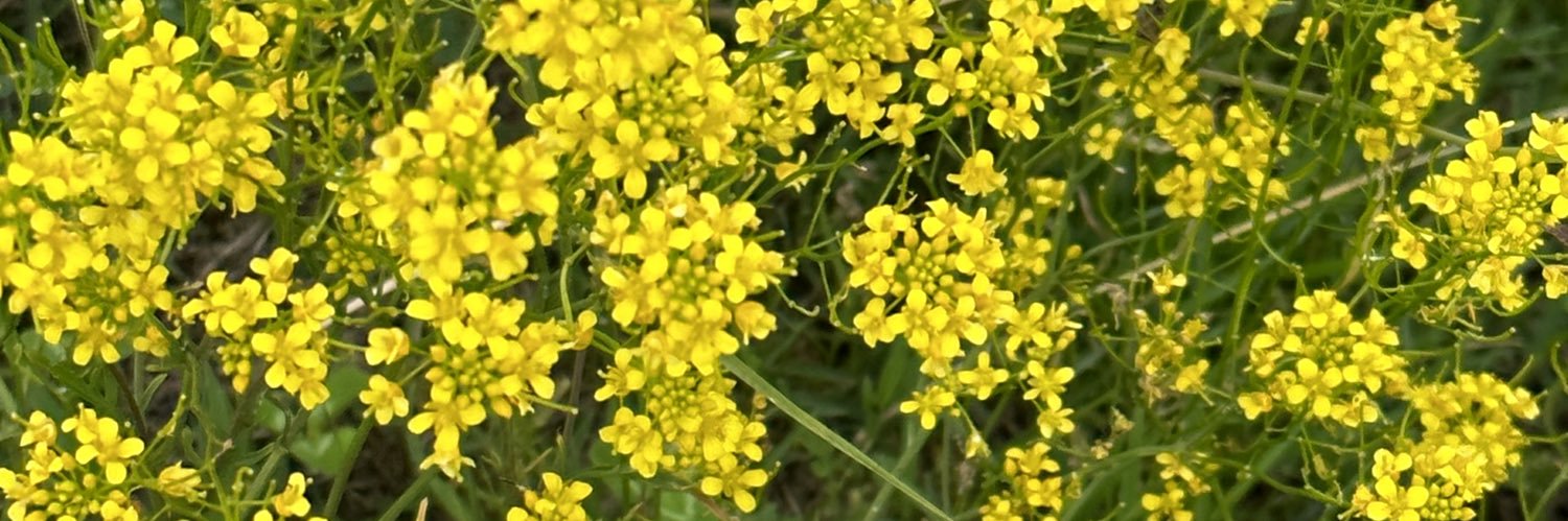 Jasupplanter's profile banner image