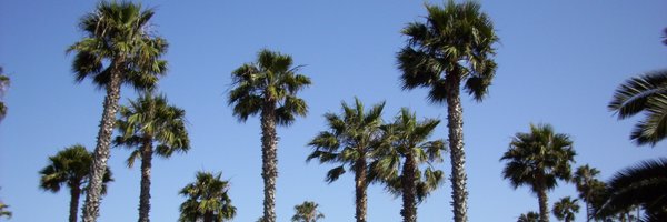 yenneam Profile Banner