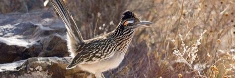 HeadRoadrunner's profile banner image