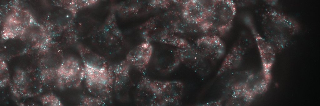 Sydney Shaffer banner