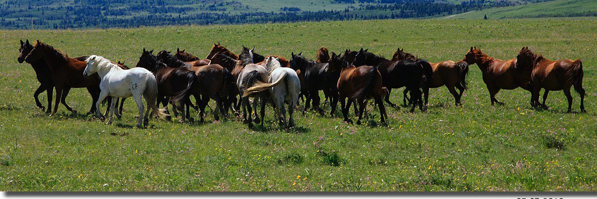 EquineBehavior's profile banner image